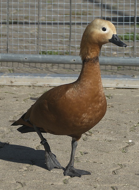 將成為米蘭